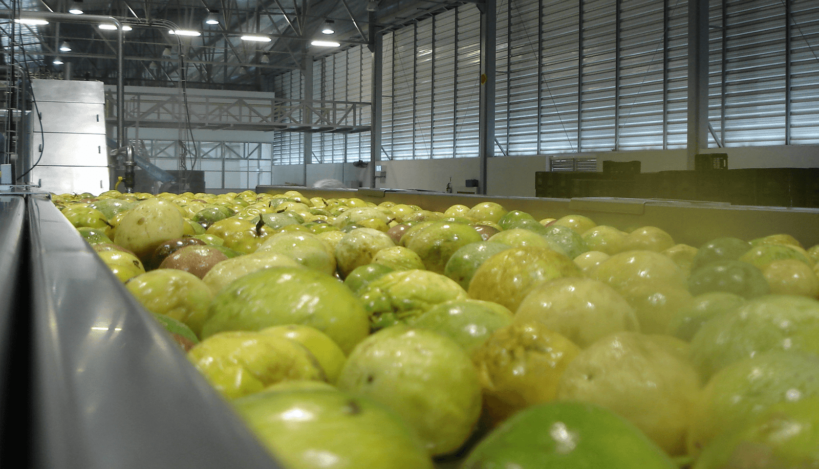 Tropical Food Machinery: Global solutions for fruit processing